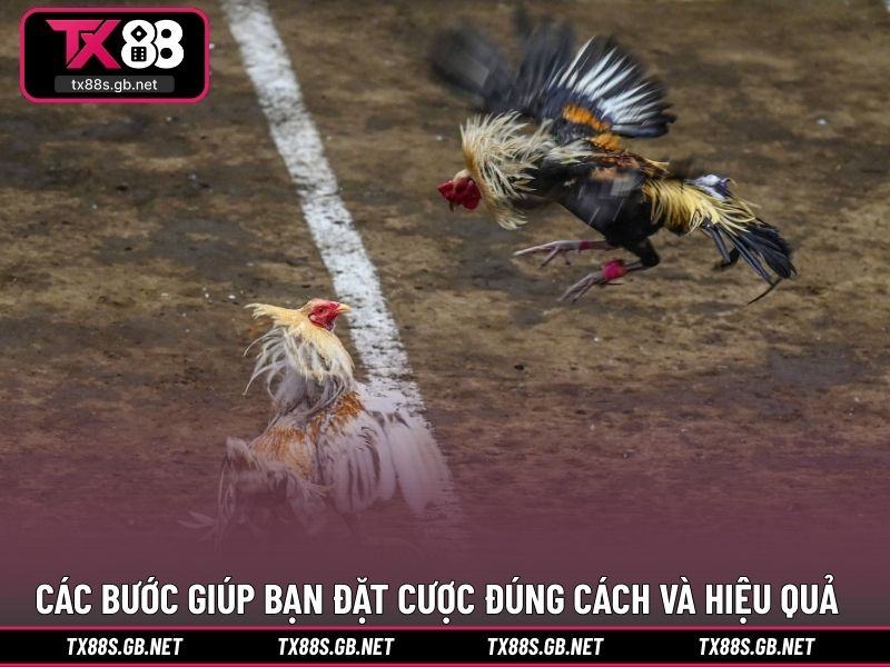 Các bước giúp bạn đặt cược đúng cách và hiệu quả