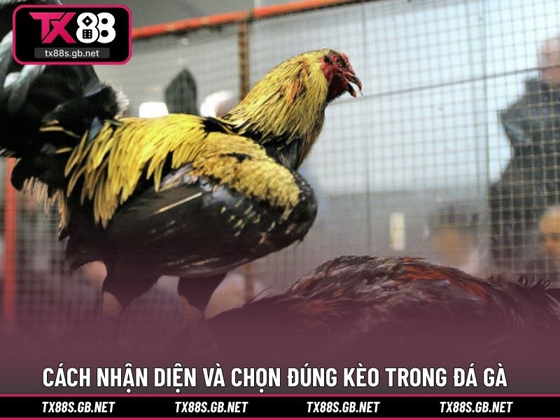 Cách nhận diện và chọn đúng kèo trong đá gà
