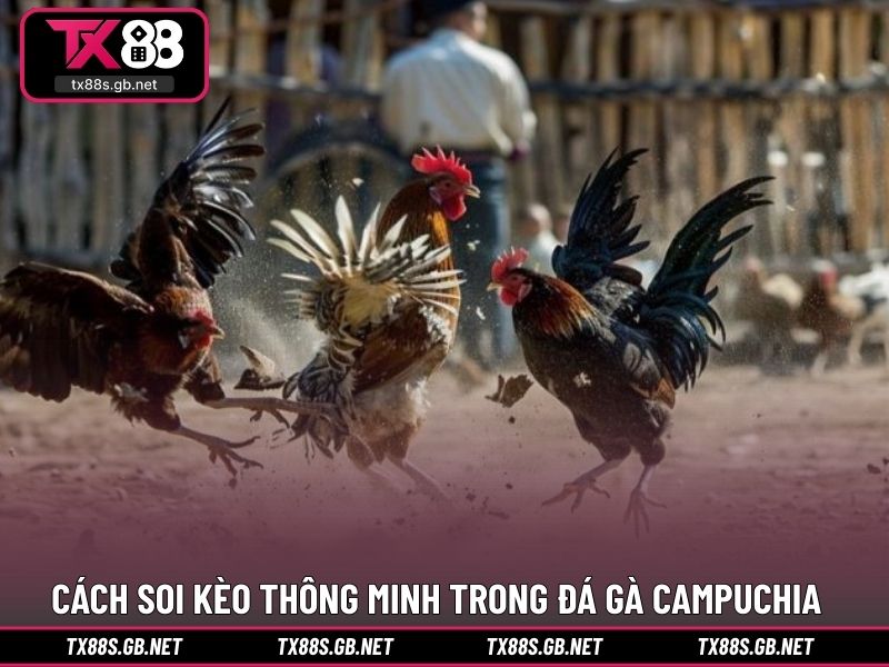 Cách soi kèo thông minh trong đá gà campuchia