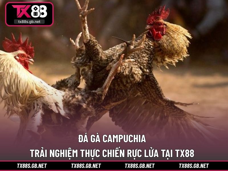 Đá gà campuchia