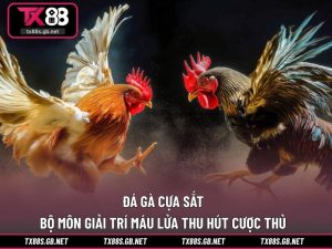 Đá gà cựa sắt