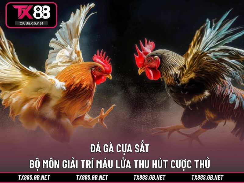 Đá gà cựa sắt