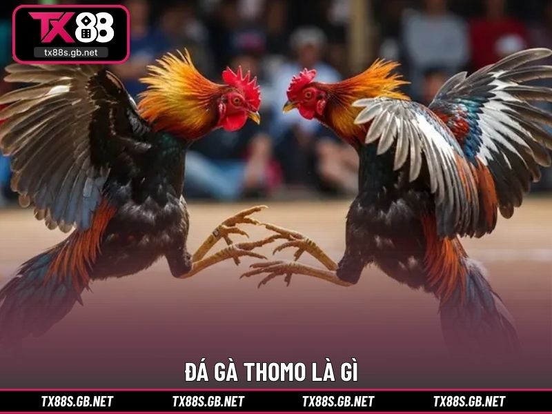 Đá gà thomo là gì?
