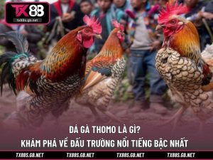 Đá gà thomo là gì