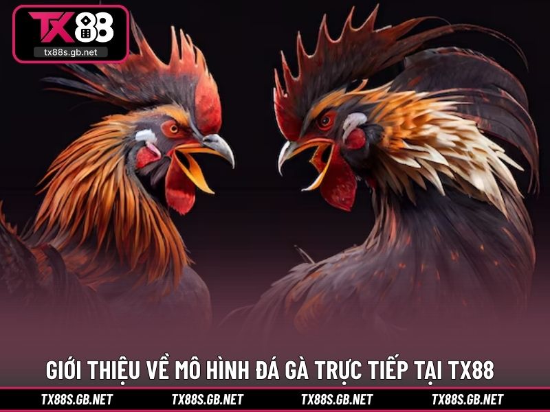 Giới thiệu về mô hình đá gà trực tiếp tại TX88