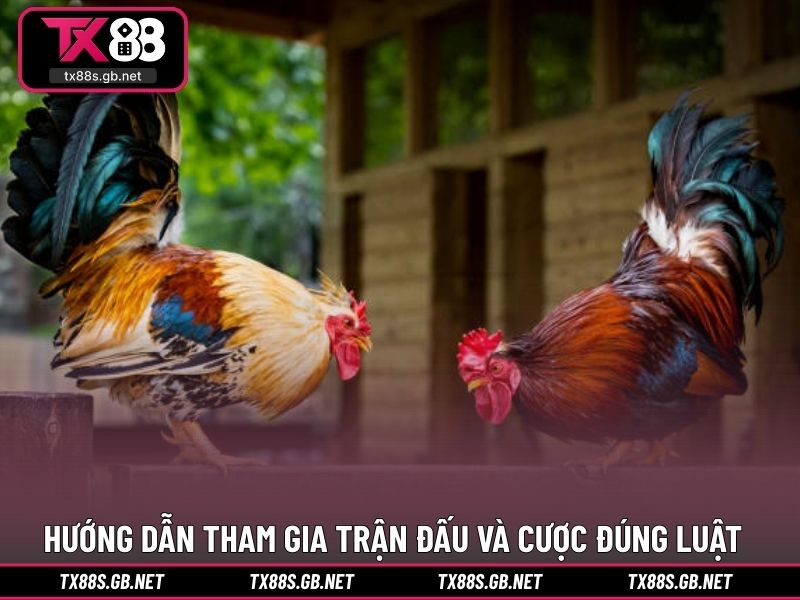 Hướng dẫn tham gia trận đấu và cược đúng luật