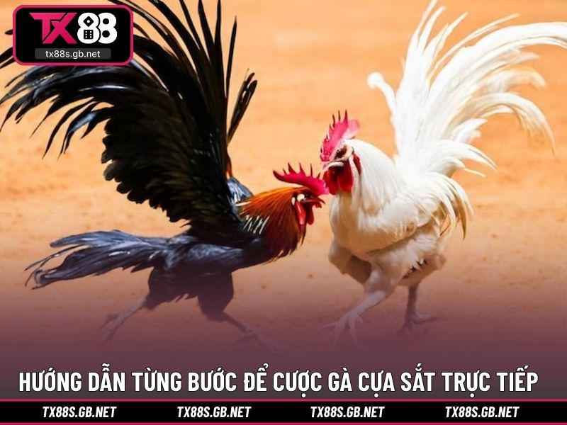 Hướng dẫn từng bước để cược gà cựa sắt trực tiếp