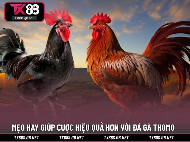 Mẹo hay giúp bạn cược hiệu quả hơn với đá gà thomo