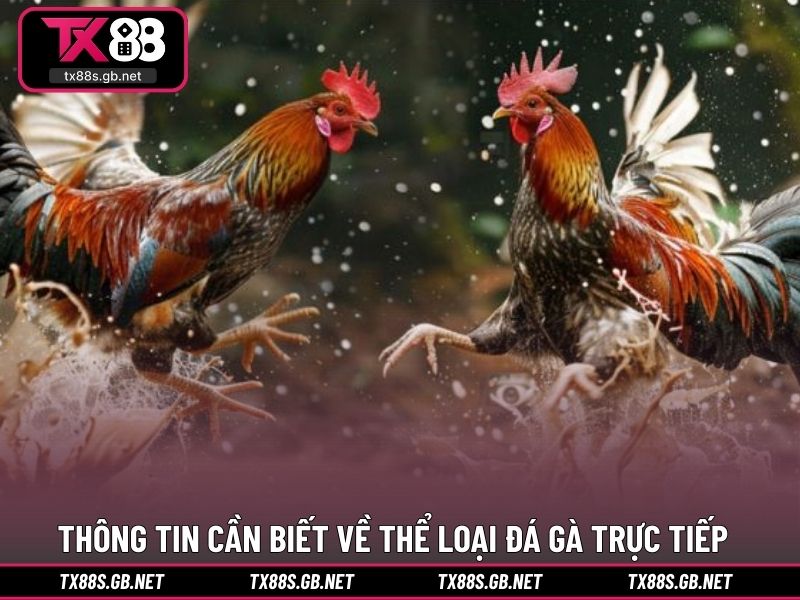 Thông tin cần biết về thể loại đá gà trực tiếp