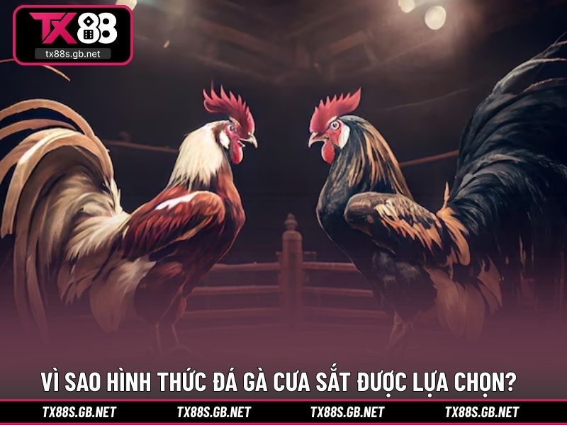 Vì sao hình thức đá gà cưa sắt được lựa chọn nhiều?