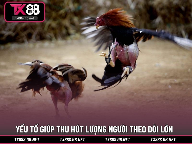 Yếu tố giúp đấu trường thu hút lượng người theo dõi lớn