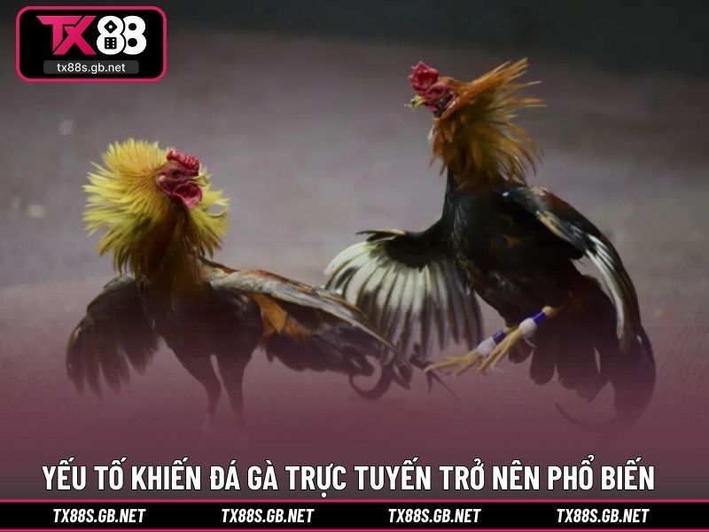 Yếu tố khiến đá gà trực tuyến trở nên phổ biến hiện nay